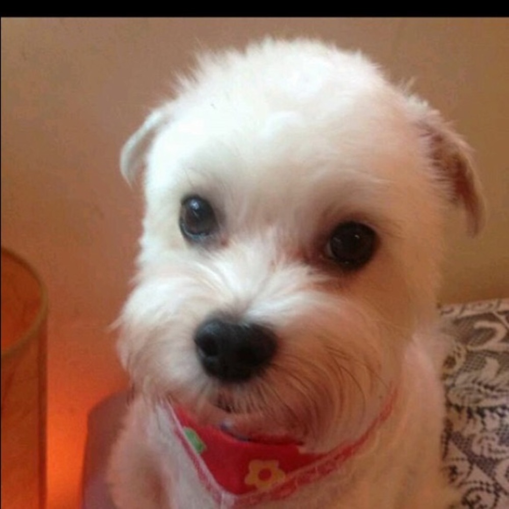 Meet your Posher, Wenhsia